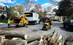 Best Tree Trimming and Pruning  in Loudoun Lley Estates, VA