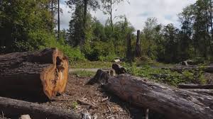 Best Lot and Land Clearing  in Loudoun Lley Estates, VA