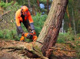 Best Commercial Tree Services  in Loudoun Lley Estates, VA