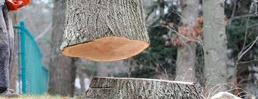Best Tree and Shrub Care  in Loudoun Lley Estates, VA