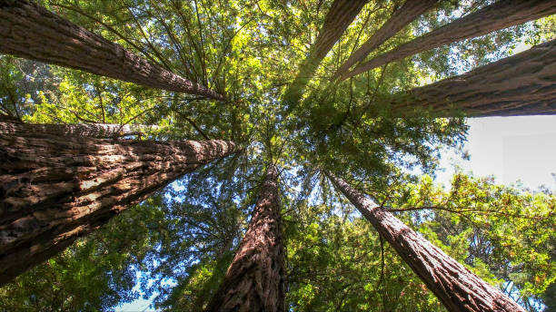  Loudoun Lley Estates, VA Tree Services Pros