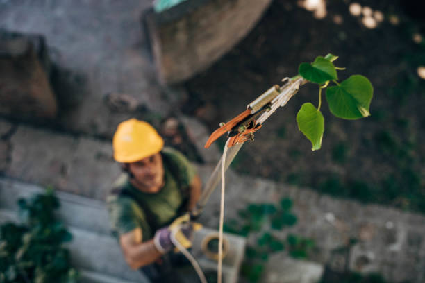 Best Root Management and Removal  in Loudoun Lley Estates, VA