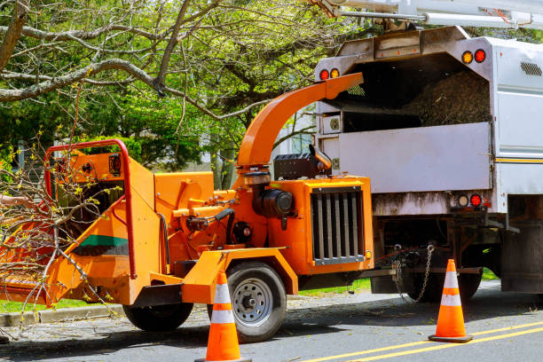 Best Storm Damage Tree Cleanup  in Loudoun Lley Estates, VA