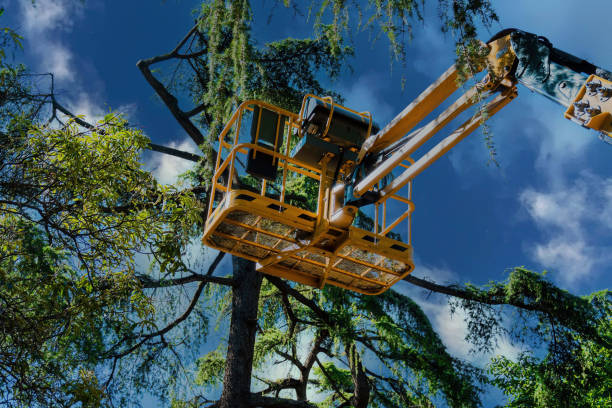 Best Tree Removal  in Loudoun Lley Estates, VA