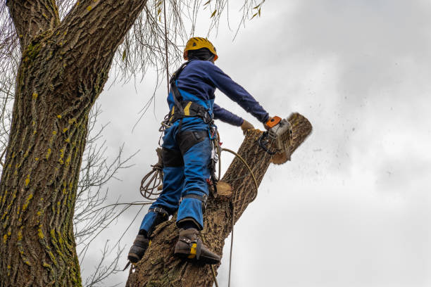 Best Stump Grinding and Removal  in Loudoun Lley Estates, VA