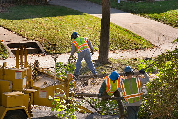 How Our Tree Care Process Works  in  Loudoun Valley Estates, VA
