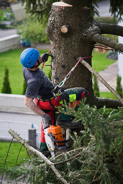 Best Palm Tree Trimming  in Loudoun Lley Estates, VA