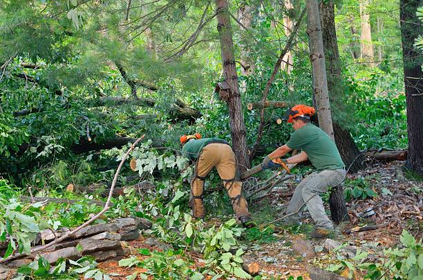 Best Firewood Processing and Delivery  in Loudoun Lley Estates, VA