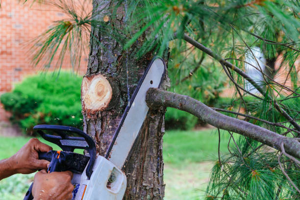 Best Emergency Tree Removal  in Loudoun Lley Estates, VA