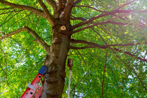 Best Tree Cabling and Bracing  in Loudoun Lley Estates, VA